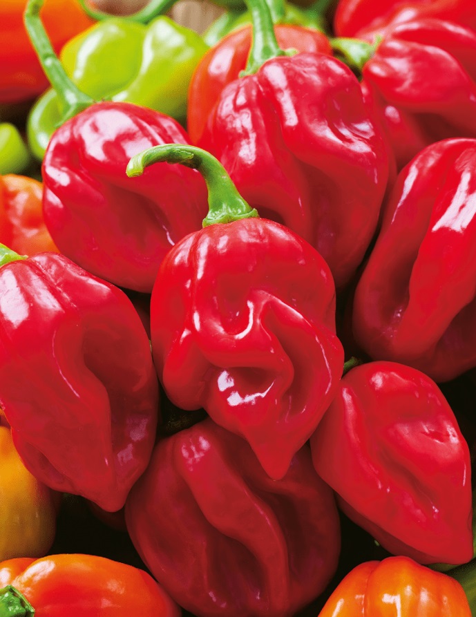 habanero rosso